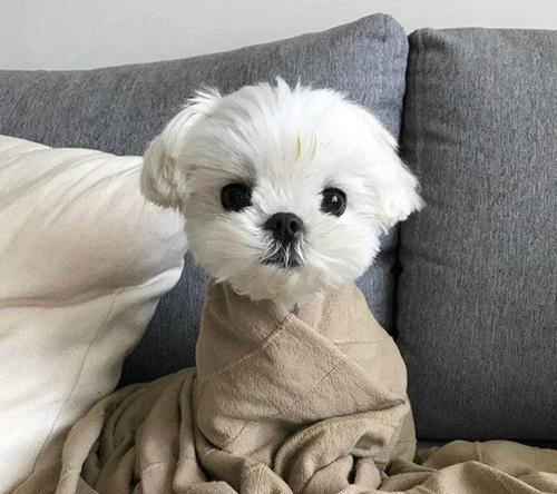 怎么养好一只仓鼠