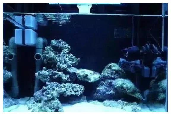 活石的功能被过分夸大，开缸到底应该怎么放活石？|有机碳|微生物_新浪新闻