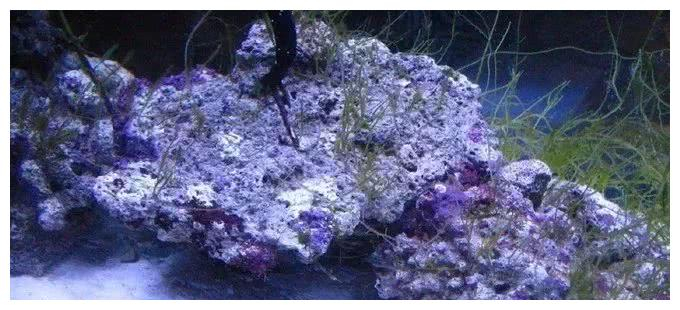 活石的功能被过分夸大，开缸到底应该怎么放活石？|有机碳|微生物_新浪新闻