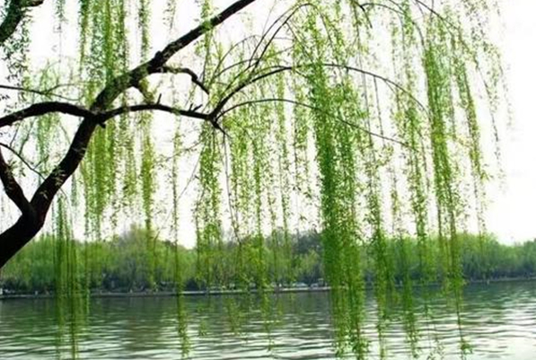 诗词里的意象“杨柳”篇