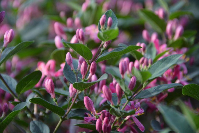 蓝叶忍冬花,原创拍摄