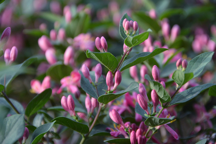 蓝叶忍冬花,原创拍摄