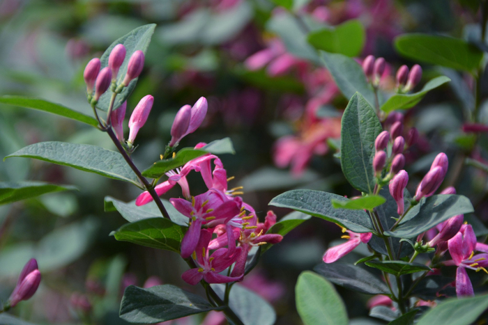 蓝叶忍冬花,原创拍摄