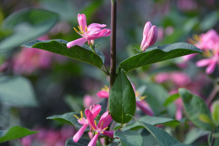 蓝叶忍冬花,原创拍摄