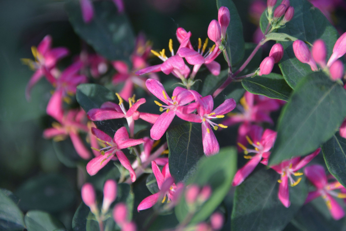蓝叶忍冬花,原创拍摄