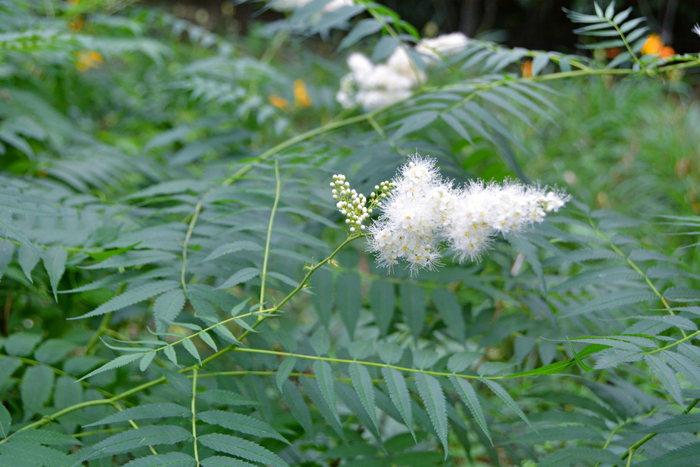 珍珠梅叶子花和果实,原创拍摄