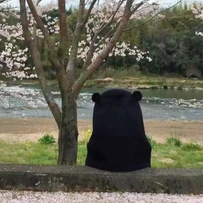 难道一山还不容二熊.|大熊|亚洲黑熊|黑熊_新浪新闻