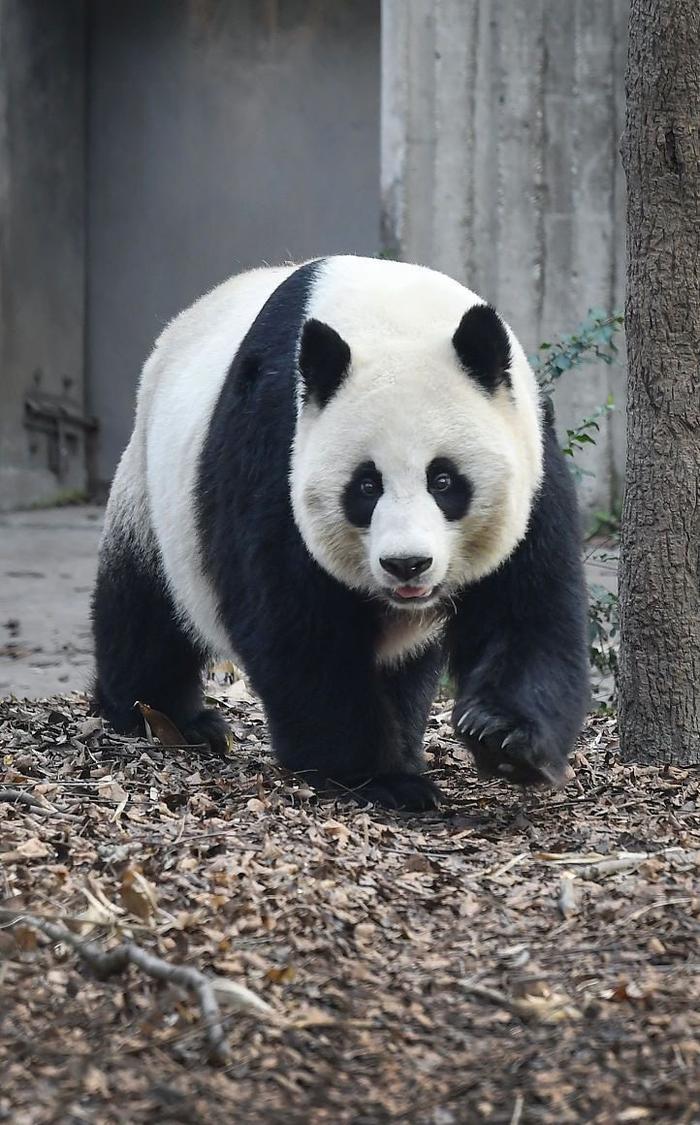 陝西西安動物園元旦與熊貓共度的美好時光