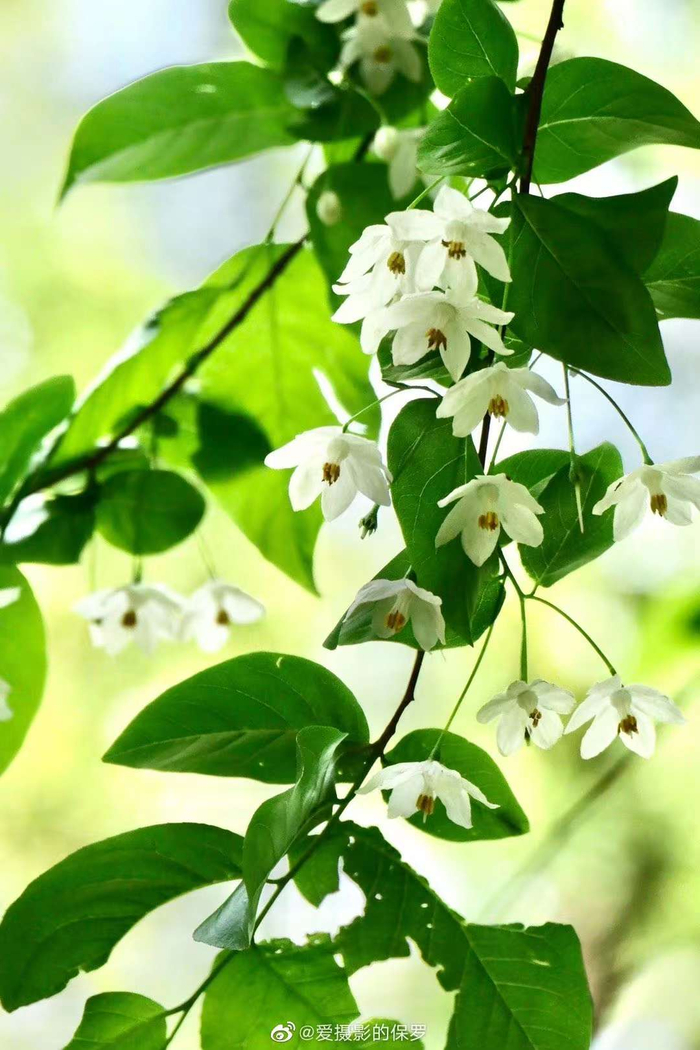 秤锤树花开（中科院武汉植物园）