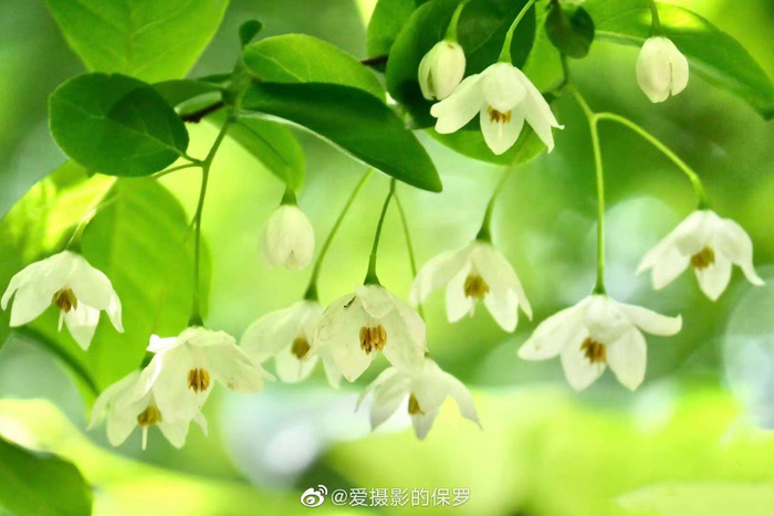秤锤树花开（中科院武汉植物园）