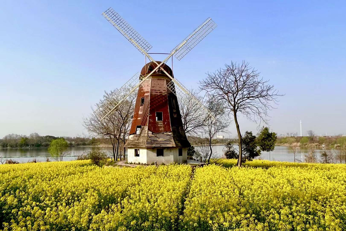 又是油菜花开的春天(武汉东湖生态旅游风景区区万国公园)