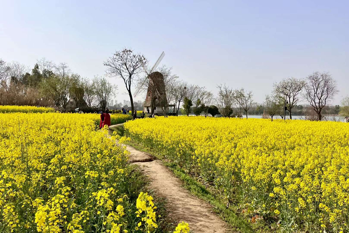 又是油菜花开的春天武汉东湖生态旅游风景区区万国公园