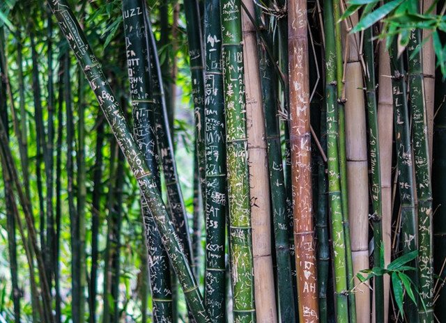 为什么说中式庭院一定要有竹子?|中式|假山|庭院|竹子|翠竹|自然|设计|绿植|秋月|竹林|景石_新浪新闻