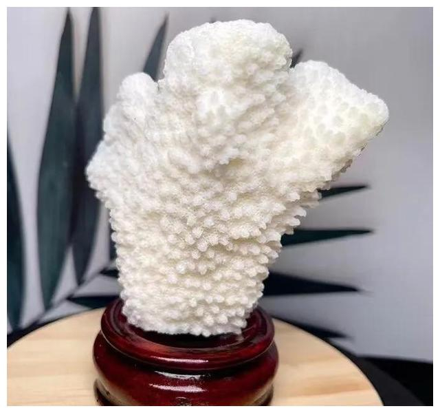 白珊瑚礁摆件,一物一景_新浪新闻