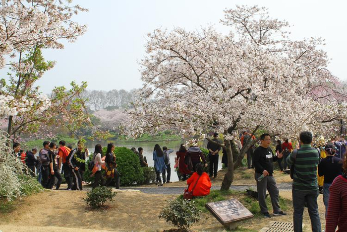 武汉旅游黄鹤楼赏樱