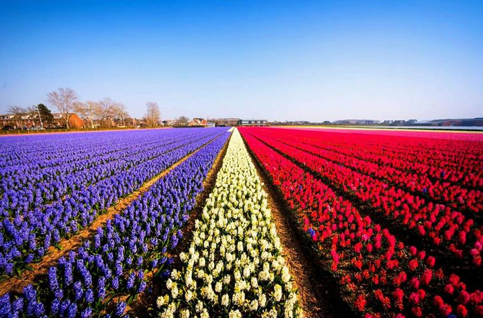 赏花胜地荷兰郁金香花田游攻略