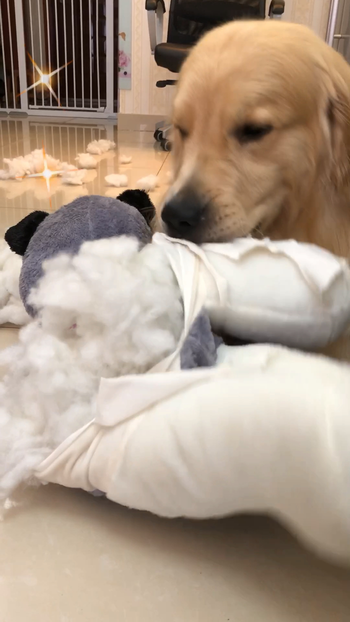 洋娃娃惨遭毒手,主人掏出一物,原来二哈竟怕它!