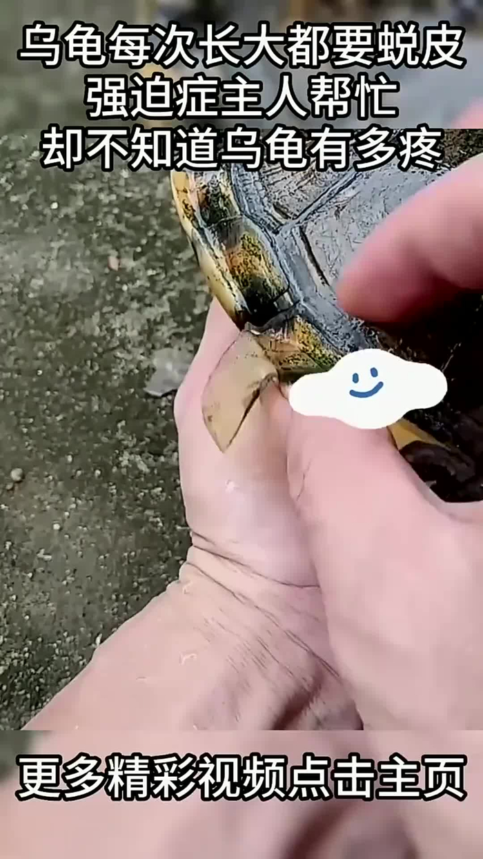 乌龟每次长大都要蜕皮强迫症主人帮忙却不知道乌龟有多疼