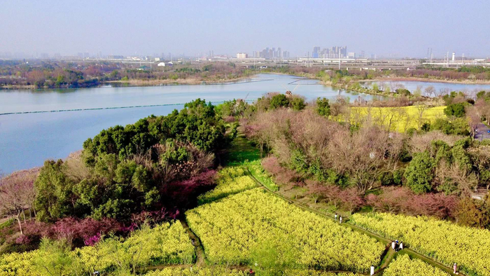 又是油菜花开的春天武汉东湖生态旅游风景区区万国公园
