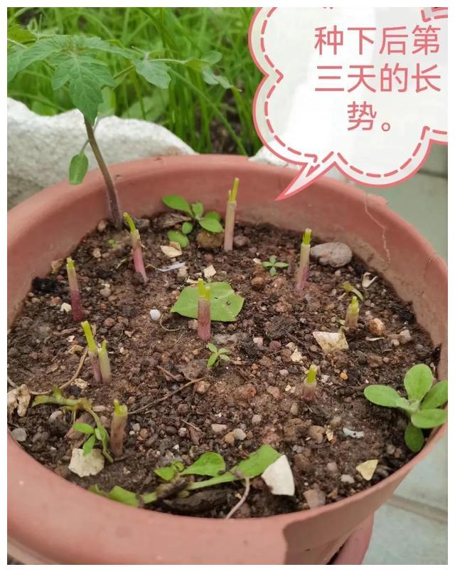 记录分根种葱生长情况__财经头条