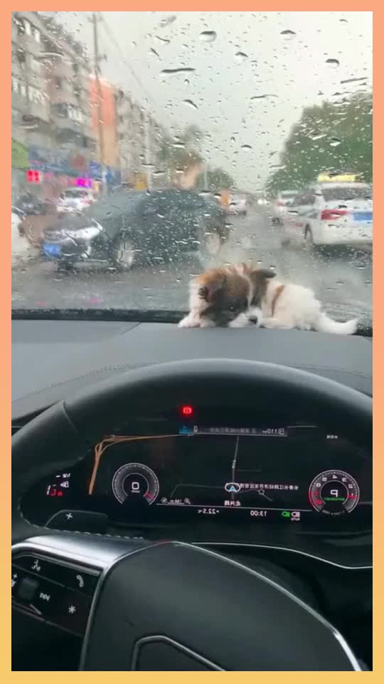 这电子狗真的不错,我想知道司机在哪买的,我也想买一个_手机新浪网