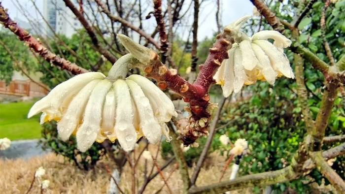 雨中赏花结香花