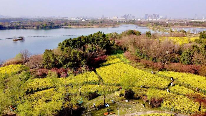 又是油菜花开的春天