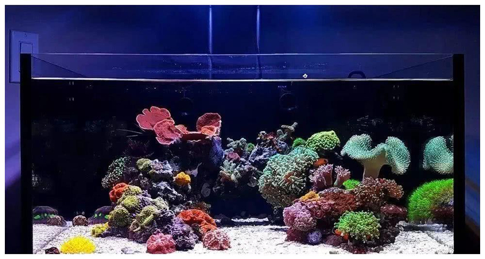 活石的功能被过分夸大，开缸到底应该怎么放活石？|有机碳|微生物_新浪新闻