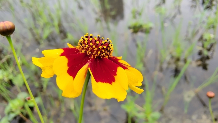 菊花欣赏:色彩斑斓的两色金鸡菊