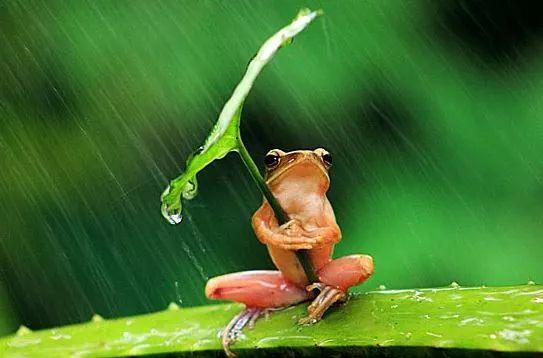 躲雨唯美图片