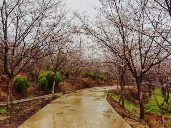 春游江淮丨安庆宿松龙山街道千亩樱花初绽放