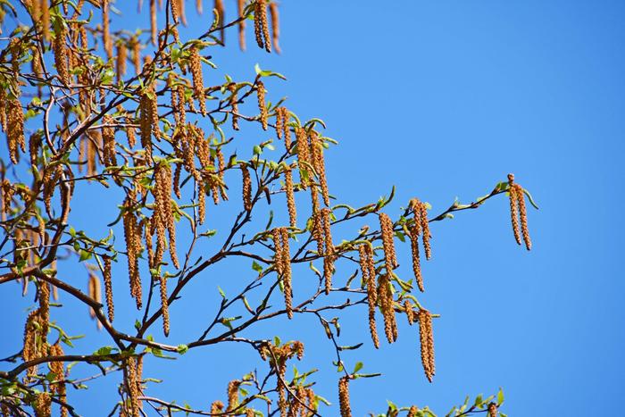 白桦树花图片