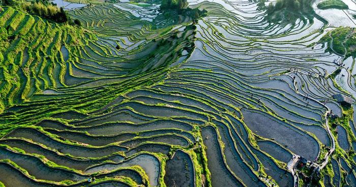 丽水｜“中国最美梯田”的云和梯田，旅游者为何会如此青睐？