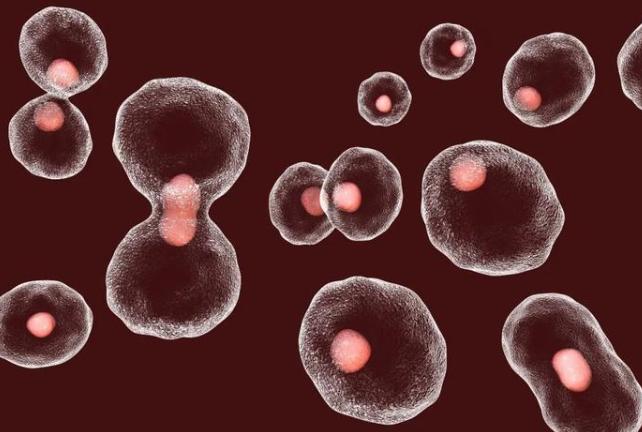 客观谈谈：干细胞临床应用，打干细胞对身体有什么好处和坏处