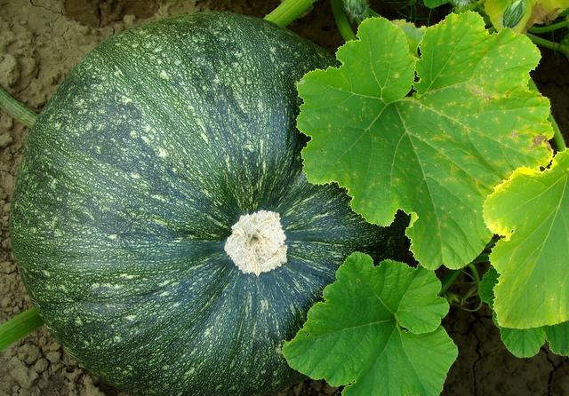 青南瓜饼怎么做好吃 香煎青南瓜饼做法