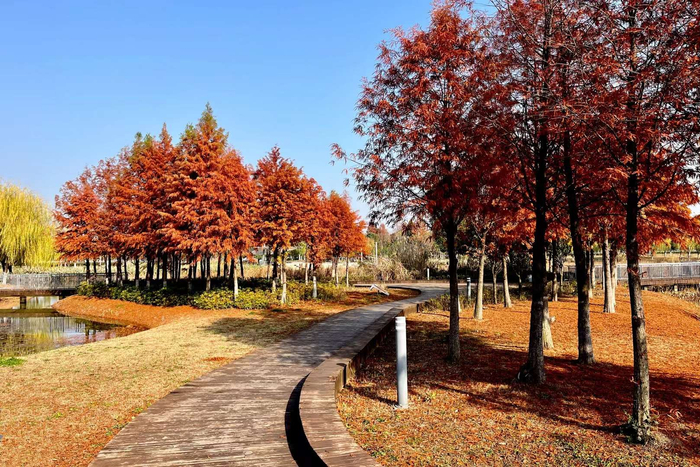 冬·美拉德色的江夏中央大公园(武汉市江夏区)