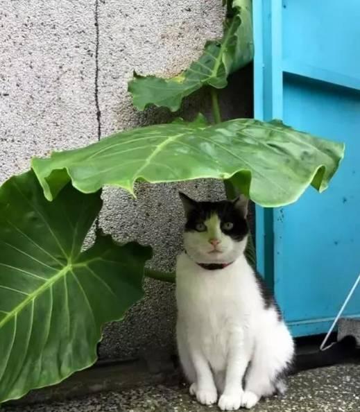 躲雨唯美图片