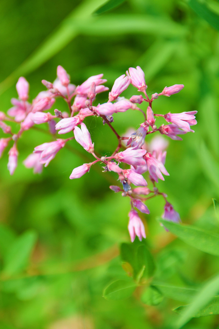 罗布麻小花,原创拍摄
