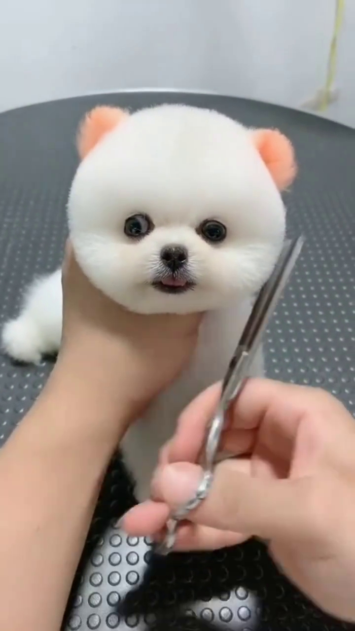 女孩给博美狗狗剪毛,全程一动不动,理完发后更大变样!