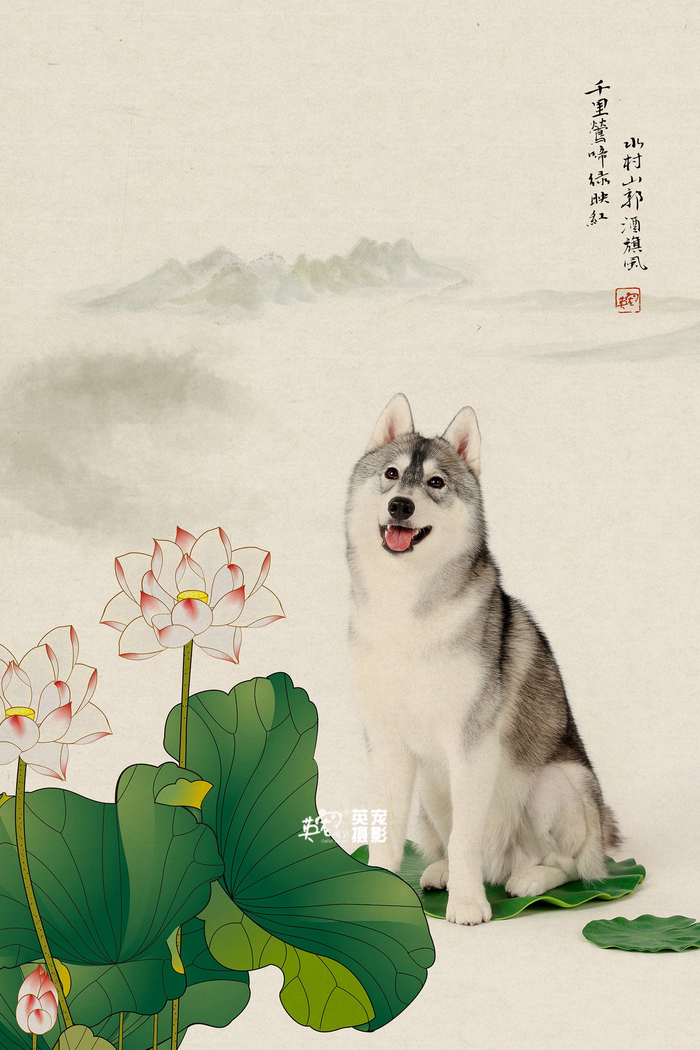 摆脱刻板印象啊!看看哈士奇文静的样子
