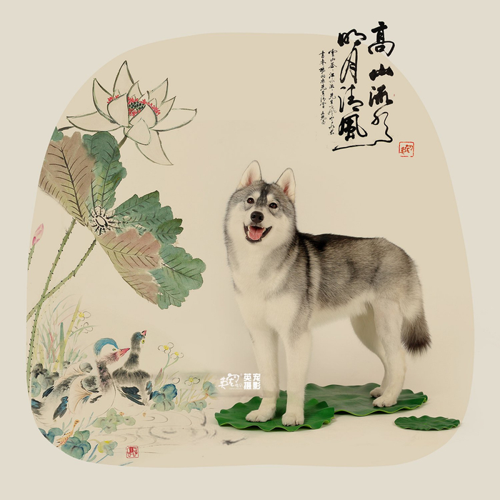 摆脱刻板印象啊!看看哈士奇文静的样子