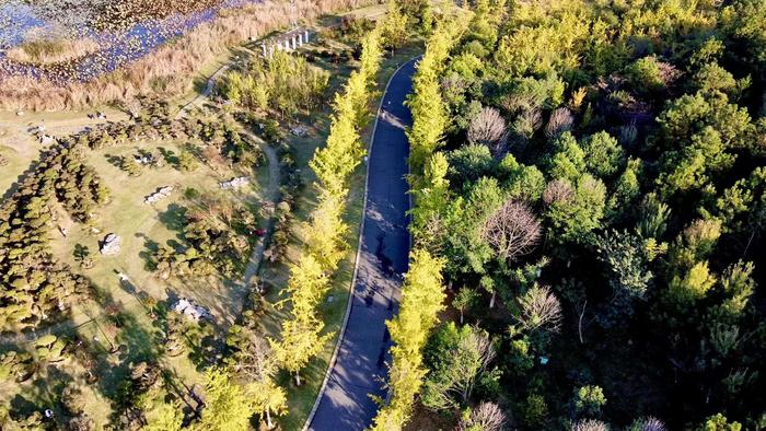 秋色秋景銀杏黃武漢市江夏區藏龍島國家溼地公園