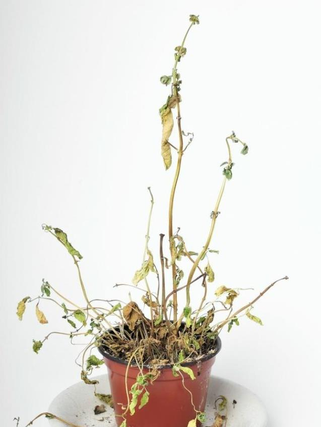 白醋浇花能让叶子翠绿油亮,长势好?选对是宝,选错变毒药