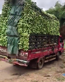 越南香蕉运输车,拐弯的那一刻就知道结果,可是万万没想到!