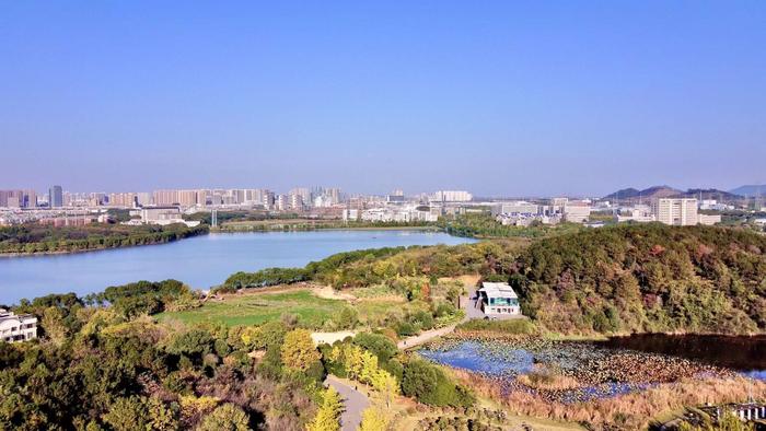 秋色秋景銀杏黃武漢市江夏區藏龍島國家溼地公園