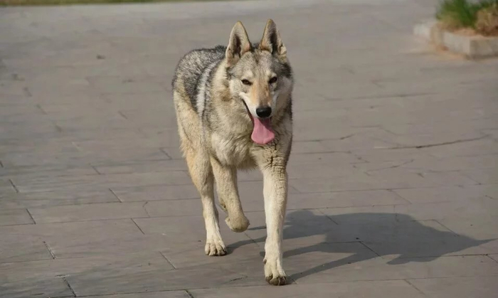 在世界上,有一种价格未知犬,它就是捷克狼犬