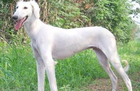 猎兔高手,速度之王,敢与灵缇争锋的陕西细犬