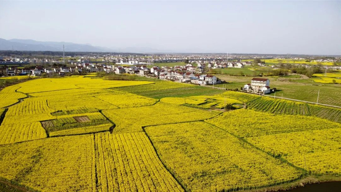 太湖|油菜花|新仓镇_新浪新闻
