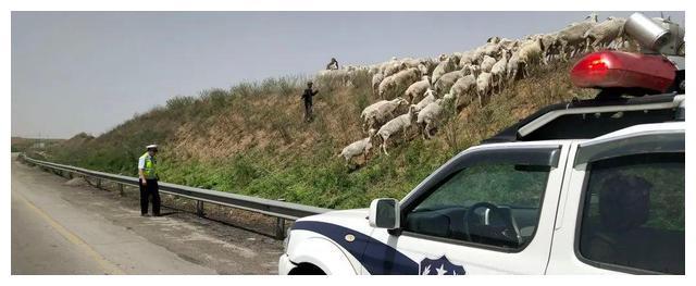 和林附近高速路边放羊？危险！