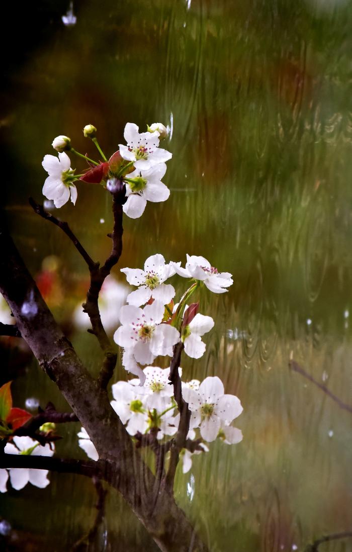 春雨梨花图图片